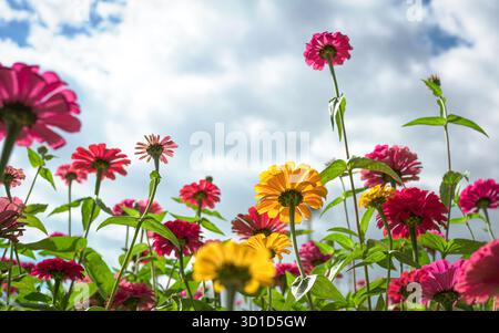 Daisy flowers in a farm. Low angle view, against sky. Copy space. Stock Photo