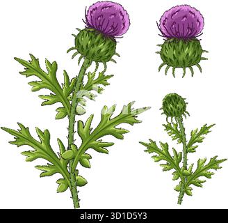 Vector illustration of Scottish thistle with spiky green leaves and vibrant purple flower heads. Stock Vector