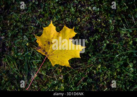 Yellow maple leaf fallen on green grass. Stock Photo