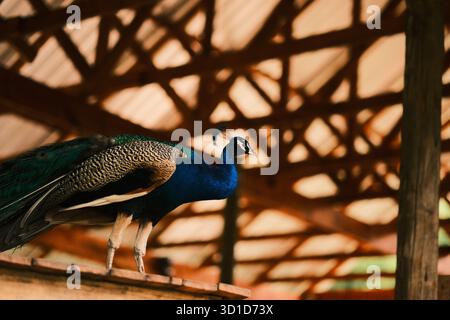 Peacock Standing Indoors Under Wooden Roof Structure Stock Photo