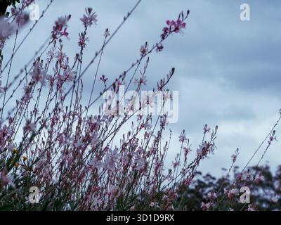 Willowy stems of Gaura Whirling Butterfly flowers against a grey cloudy sky Stock Photo