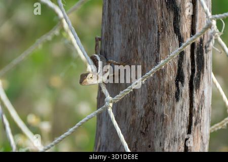 Oriental Garden Lizard on Tree and Rope – Macro Nature Wildlife in Southeast Asia Stock Photo