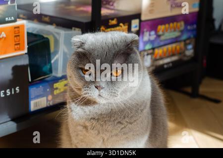 Kobylka, Warsaw, Poland - 23.10.2025: Grumpy Gray Scottish Fold cat with orange eyes and folded ears. Editorial use only Stock Photo