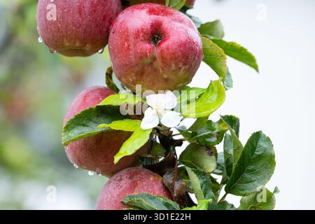 Apple tree flowering in autumn, blossom next to ripe apples in autumn following very dry hot summer and weather related stress - England, UK Stock Photo