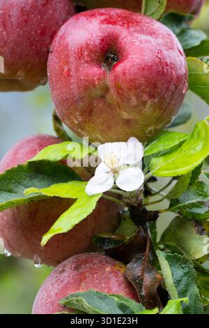 Apple tree flowering in autumn, blossom next to ripe apples in autumn following very dry hot summer and weather related stress - England, UK Stock Photo