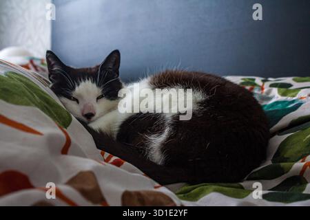 Black and white cat with black dot on its nose sleeping peacefully in bedroom Stock Photo
