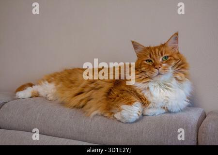 Flyffy ginger mainecoon cat lying on sofa Stock Photo