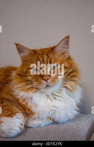 Portrait of a flyffy ginger mainecoon cat lying on sofa Stock Photo