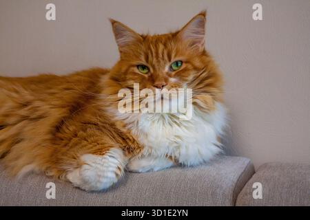 Portrait of a flyffy ginger mainecoon cat lying on sofa Stock Photo