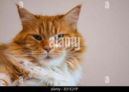 Portrait of a flyffy ginger mainecoon cat lying on sofa Stock Photo