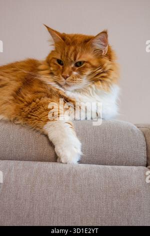 Portrait of a flyffy ginger mainecoon cat lying on sofa Stock Photo