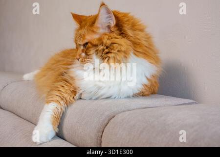 Flyffy ginger mainecoon cat lying on sofa Stock Photo