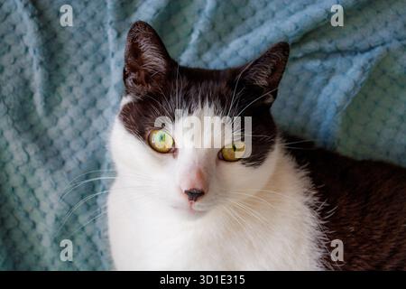Portrait of a black and white cat with black dot on its nose lying on a blanket Stock Photo