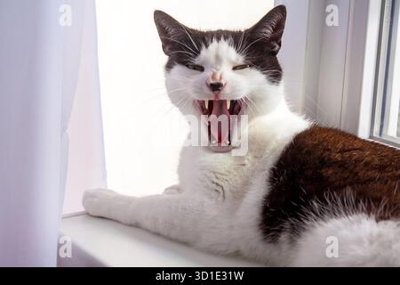 Yawning tuxedo cat portrait, lying on a windowsill Stock Photo