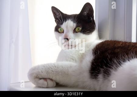 Portrait of a tuxedo cat lying on a windowsill Stock Photo