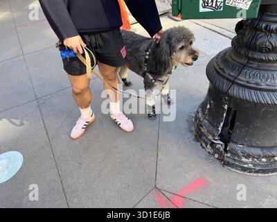 Dog on leash wearing RC Pets dog boots on E76 Street, New York, Manhattan USA Stock Photo