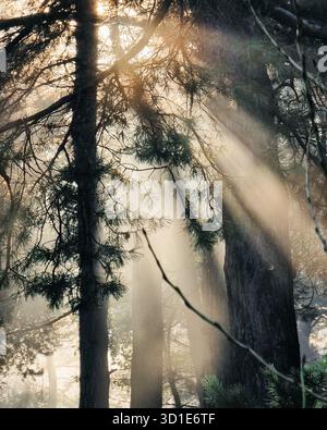 Autumn morning in pine forest: foggy air with beams of autumn sun coming through pine tree crowns and branches. Stock Photo