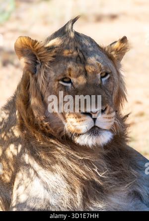 Portrait of a young male lion, Moremi Game Reserve, Botswana Stock Photo