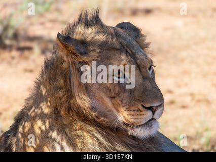 Portrait of a young male lion, Moremi Game Reserve, Botswana Stock Photo