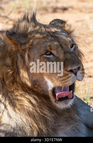 Portrait of a young male lion, Moremi Game Reserve, Botswana Stock Photo