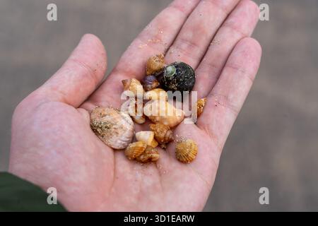 Close-up of a hand holding a collection of small tropical seashells found on the beach Stock Photo