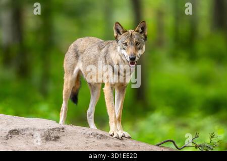 European gray wolf (Canis lupus lupus), standing on a little sand hill in the forest, Germany, Hesse Stock Photo