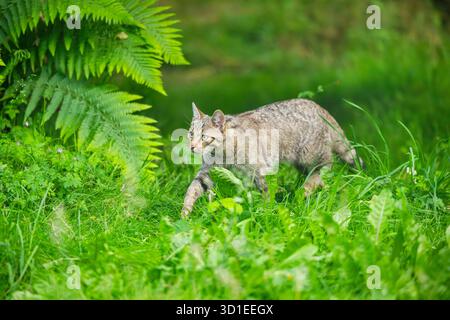 wild cat (Felis silvestris), walking through grass in the forest, Germany, Hesse Stock Photo