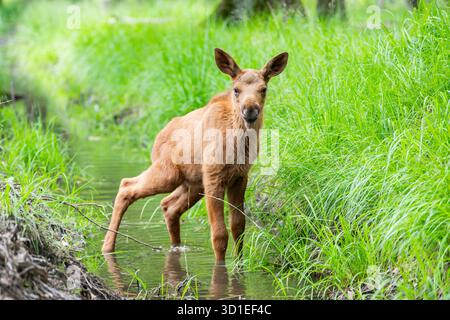 elk, European moose (Alces alces alces), moose calf standing in a creek, Germany, Hesse Stock Photo