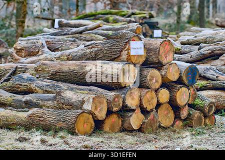 numbered woodpiles in the forest for sale, Germany, Hesse Stock Photo