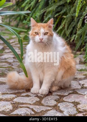 A fluffy mallorcan spanish orange and white cat sits on a cobblestone path, surrounded by lush greenery Stock Photo