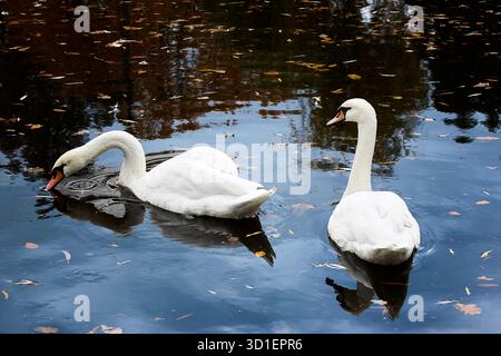 Two majestic mute swans gracefully swimming in a pond with fallen leaves, one drinking and other looking at the camera, autumn scene Stock Photo
