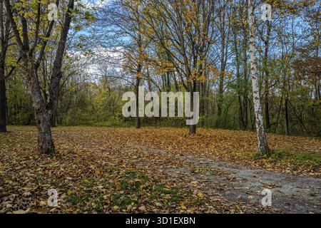 There are trees with colorful autumn leaves in a quiet park. The ground is covered with fallen leaves. The sun shines through the branches and illumin Stock Photo