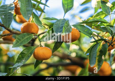 Oranges branch with green leaves on tree Stock Photo