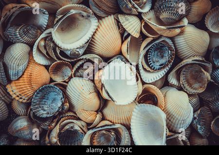 Variety of sea shells from beach Stock Photo