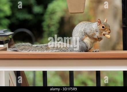 An Eastern gray squirrel (Sciurus carolinensis) with a peanut in its mouth sitting on a backyard deck railing Stock Photo