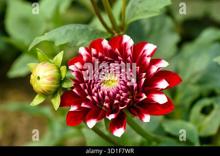 Vibrant Red and White Dahlia Bloom With Bud in a Lush Green Garden Stock Photo