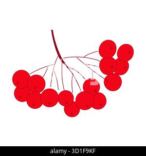Bunch of red rowan berries isolated on white background. Stock Vector