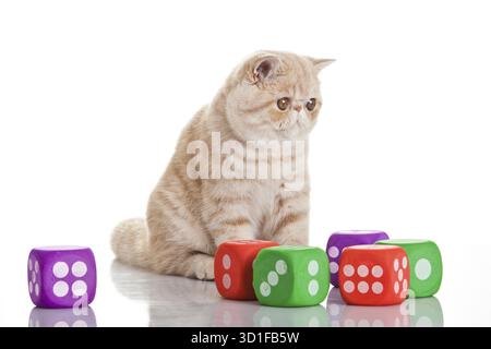Exotic shorthair cat.Cute tabby kitten playing on white background Stock Photo
