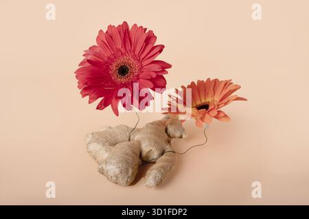 Ginger root wrapped in steel wire with red and orange gerberas, creative food still life Stock Photo