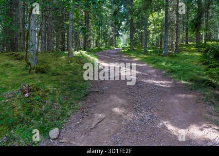 Empty Forest Trail Through Green Woodland on a Sunny Day in Sweden Stock Photo