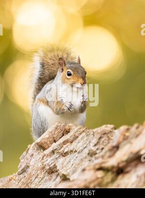 Grey squirrel sciurus carolinensis eating sweet chestnut in autumn - UK Stock Photo