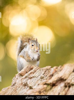 Grey squirrel sciurus carolinensis eating sweet chestnut in autumn - UK Stock Photo