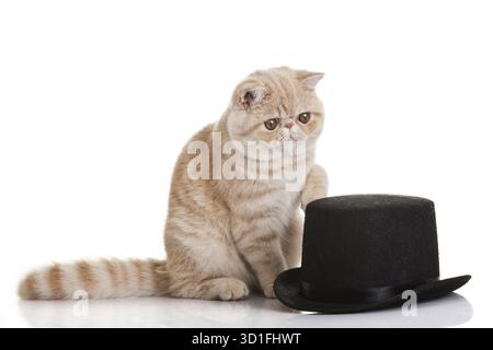 Exotic shorthair cat.Cute tabby kitten playing on white background Stock Photo