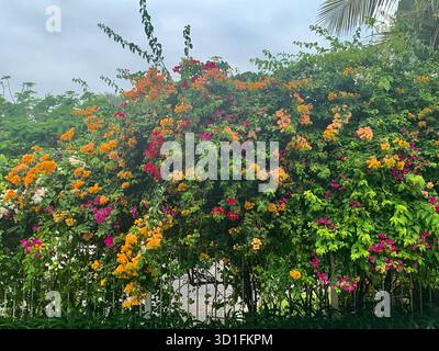 Yellow roses and purple flowers bouquet Stock Photo