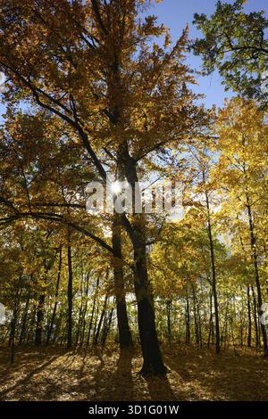 A large tree stands in the forest, surrounded by colorful autumn leaves. The sun shines through the branches and casts beautiful shadows on the ground Stock Photo
