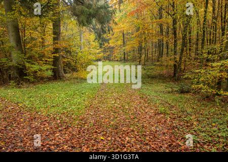 Autumn with orange and yellow colors in forest with walking path in the middle a colorful image of unspoiled Scandinavian nature Stock Photo
