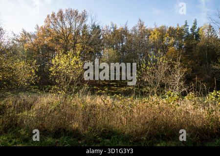Small trees hit by sunlight in forest making a contrasty nature image Stock Photo