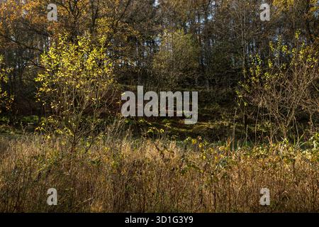 Small trees hit by sunlight in forest making a contrasty nature image Stock Photo