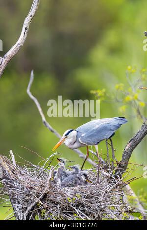 Grey heron feeding its young offspring chicks in a stick nest on a tree branch Stock Photo