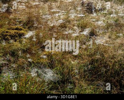 Spider webs glistening on grass in morning light Stock Photo